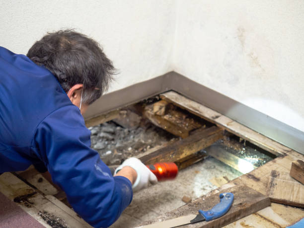 Office Mold Removal Services in Saddle River, NJ