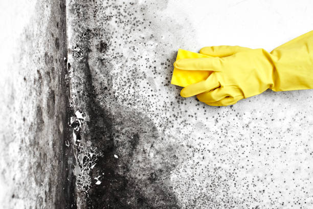 Crawl Space Mold Removal in Saddle River, NJ