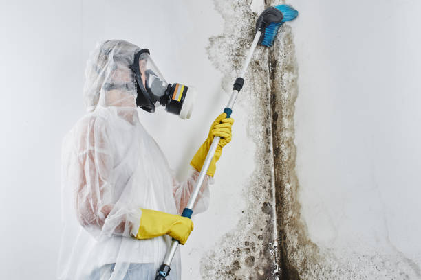 Best Local Mold Removal Service  in Saddle River, NJ