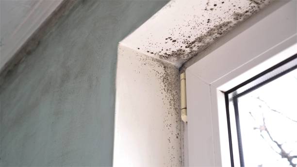 Best Commercial Mold Removal  in Saddle River, NJ