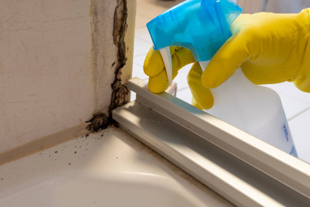 Best Professional Mold Removal  in Saddle River, NJ