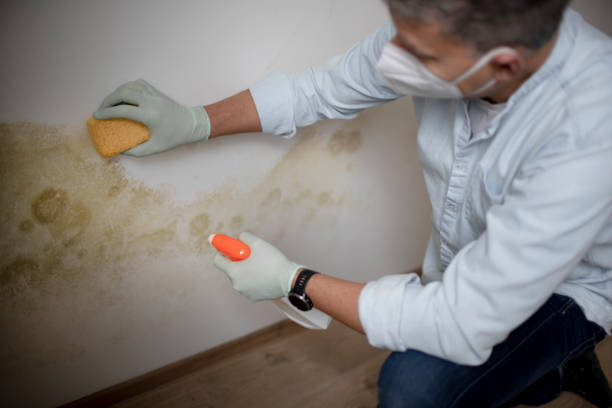 Reliable Saddle River, NJ Mold Removal Solutions