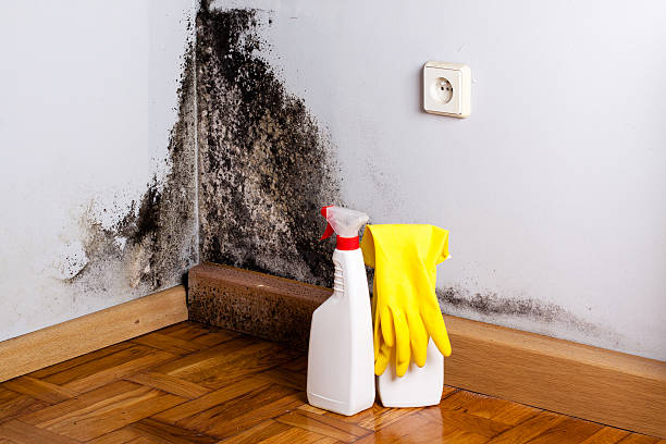 Best Mold Cleaning Services  in Saddle River, NJ